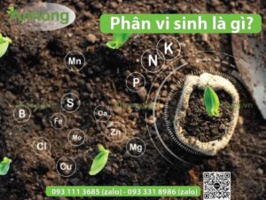 phan-vi-sinh-la-gi-cong-dung-phan-loai