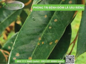 phong-tri-benh-dom-la-tren-cay-sau-rieng-hieu-qua