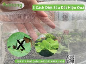 3-cach-diet-sau-dat-an-toan-ma-hieu-qua5