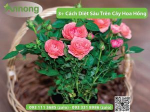 3-cach-diet-sau-tren-cay-hoa-hong