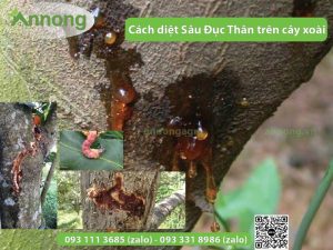 anh-huong-cach-diet-sau-duc-than-tren-cay-xoai