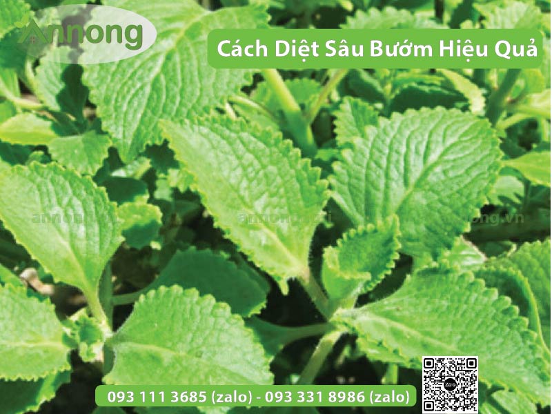 cach-diet-sau-buom1