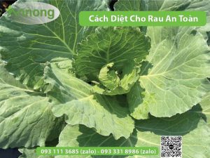 cach-diet-sau-cho-rau