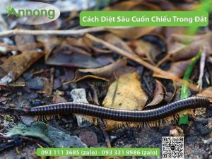 cach-diet-sau-cuon-chieu