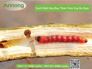 cach-diet-sau-duc-than-tren-cay-an-qua6