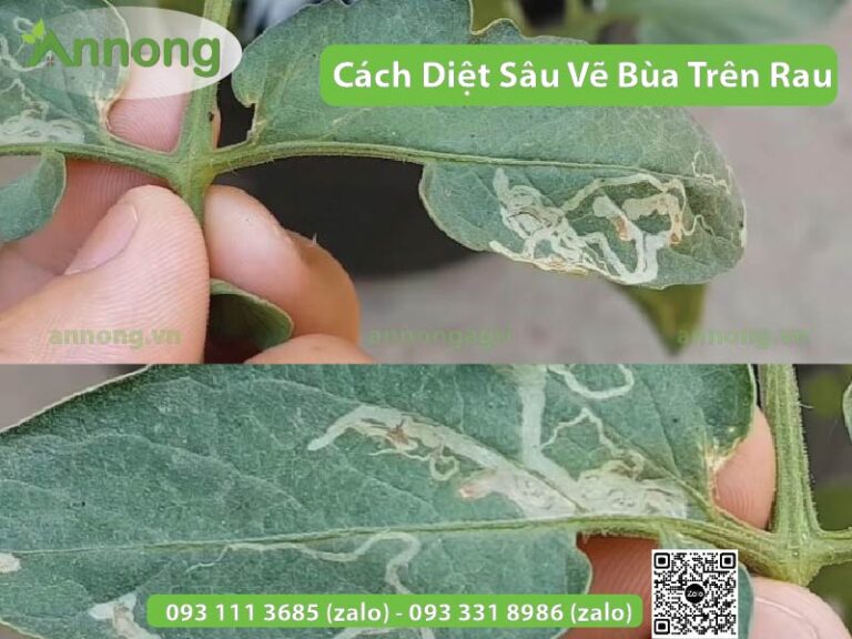 Top các Cách diệt sâu vẽ bùa trên rau hiệu quả nhất