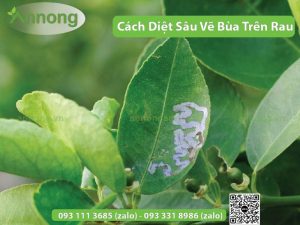 cach-diet-sau-ve-bua-tren-rau1