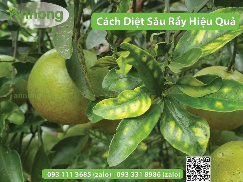 top-3-cach-diet-sau-ray-tren-cay-an-trai-2