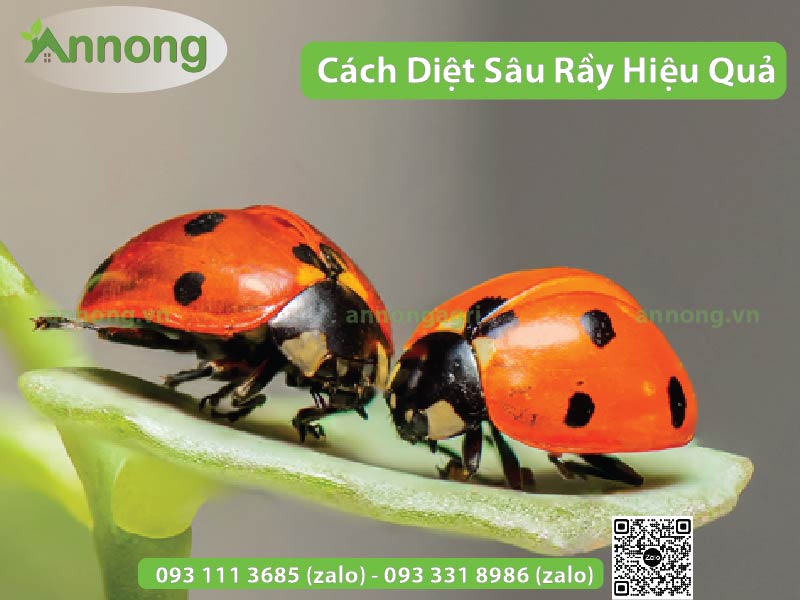 top-3-cach-diet-sau-ray-tren-cay-an-trai2