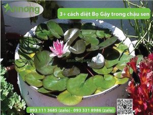 3-cach-diet-bo-gay-trong-chau-sen-hieu-qua-nhat-01