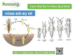 cach-diet-bo-tri-hieu-qua-nhat