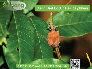 cach-diet-bo-xit-tren-cay-nhan3