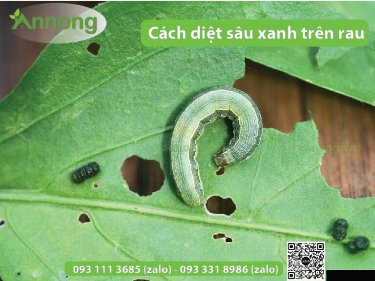 3+ Cách diệt sâu trên rau đơn giản và hiệu quả nhất
