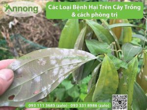 cac-loai-benh-hai-cay-trong