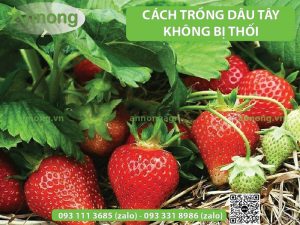cach trong dau tay khong bi thoi 2 01