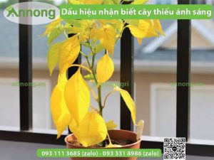 dau-hieu-nhan-biet-cay-thieu-anh-sang-1