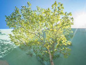 dau-hieu-nhan-biet-khi-cay-thieu-anh-sang-an-nong-agri