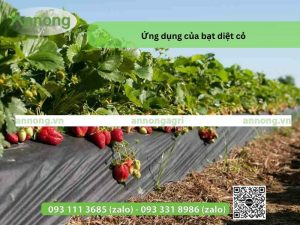 ung-dung-cua-bat-diet-co-23-3123-31233