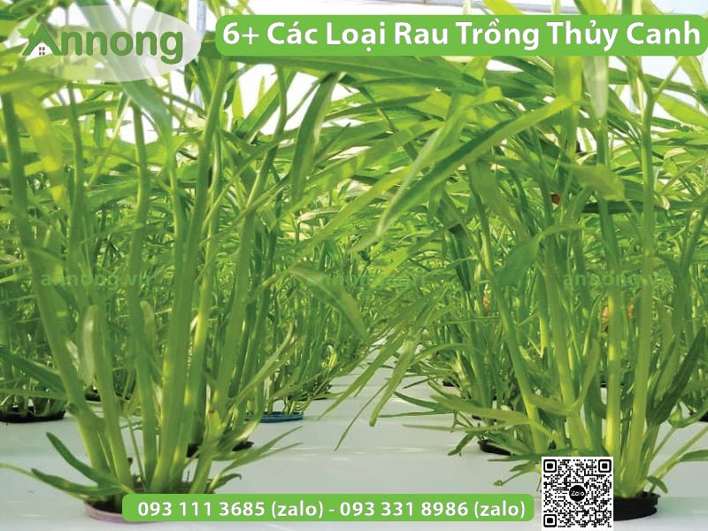 cac-loai-rau-trong-thuy-canh
