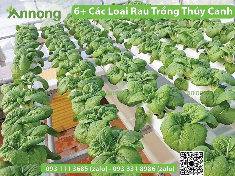 cac-loai-rau-trong-thuy-canh-02