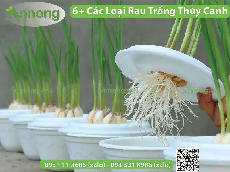 cac-loai-rau-trong-thuy-canh-3