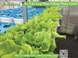 cac-loai-rau-trong-thuy-canh-5