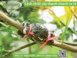 cach chiet cay chanh vao chau nhanh ra re6 01