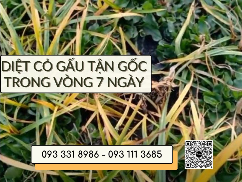 cach-diet-co-gau-tan-goc