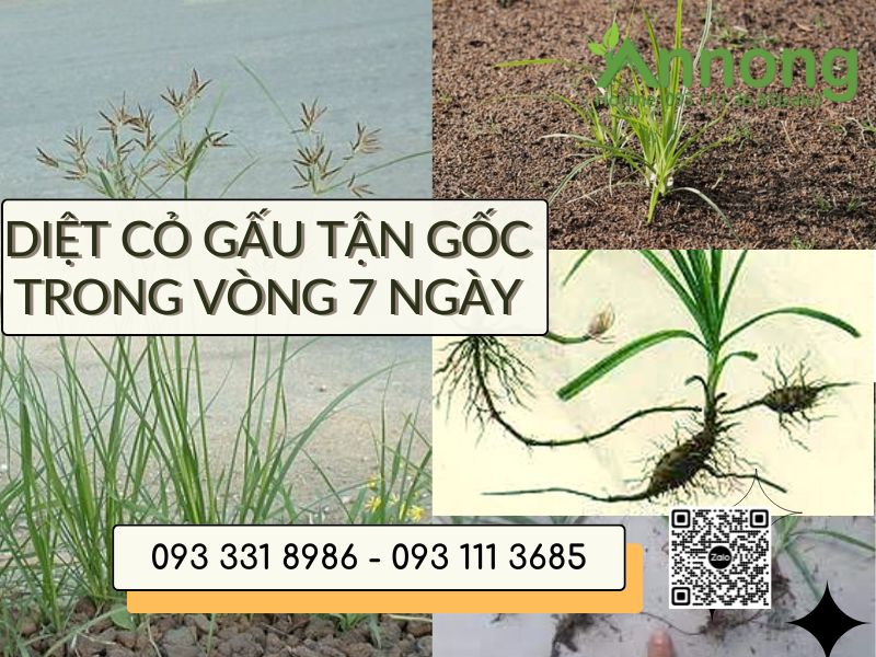 cay-co-gau