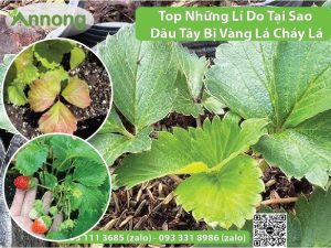 dau-tay-bi-vang-la-5