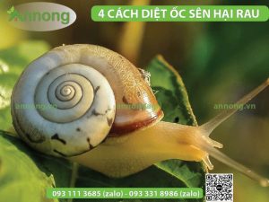 diet-oc-sen-hai-rau