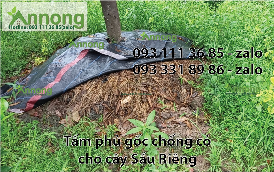 lam-co-vuon-sau-rieng-3