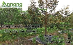 lam-co-vuon-sau-rieng-9