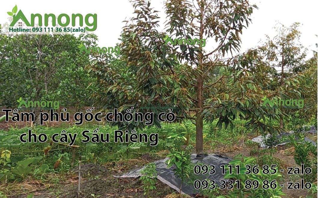 lam-co-vuon-sau-rieng