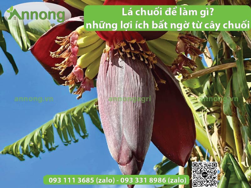 la-chuoi-de-lam-gi-va-nhung-loi-ich-bat-ngo-tu-cay-chuoi-01