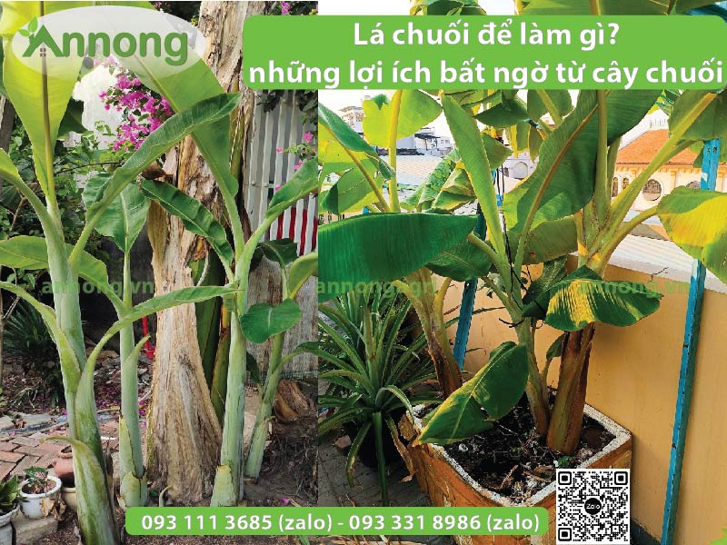 la-chuoi-de-lam-gi-va-nhung-loi-ich-bat-ngo-tu-cay-chuoi-2
