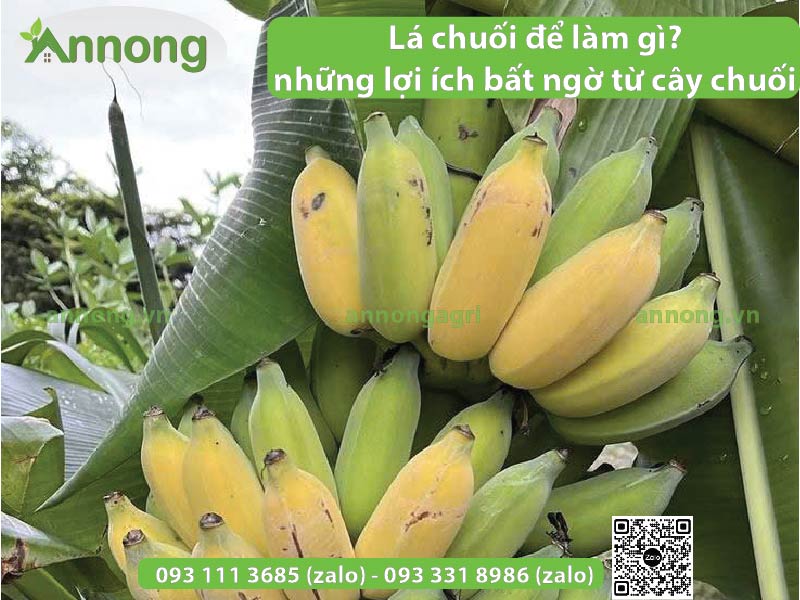 La-chuoi-de-lam-gi-va-nhung-loi-ich-bat-ngo-tu-cay-chuoi-3