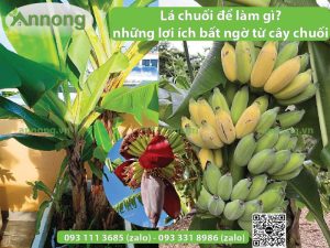 la-chuoi-de-lam-gi-va-nhung-loi-ich-bat-ngo-tu-cay-chuoi-5