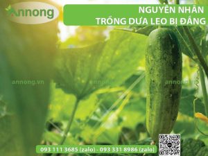 trong-dua-leo-bi-dang-la-do-nguyen-nhan-nay-2