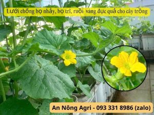 tự thụ phấn là gì