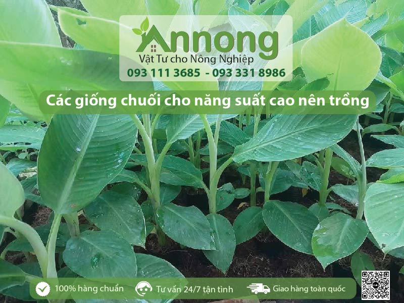 Các giống chuối cho năng suất cao nên trồng năm 2025 7 cac-giong-chuoi-cho-nang-suat-cao-nen-trong-01