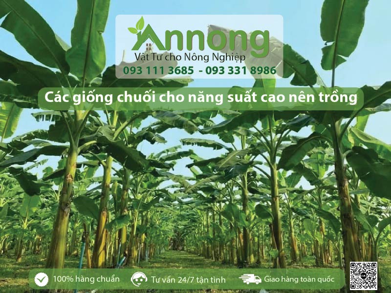 Các giống chuối cho năng suất cao nên trồng năm 2025 8 cac-giong-chuoi-cho-nang-suat-cao-nen-trong-11