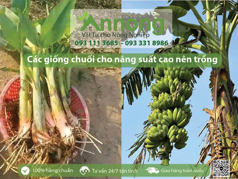 Các giống chuối cho năng suất cao nên trồng năm 2025 6 cac-giong-chuoi-cho-nang-suat-cao-nen-trong-22