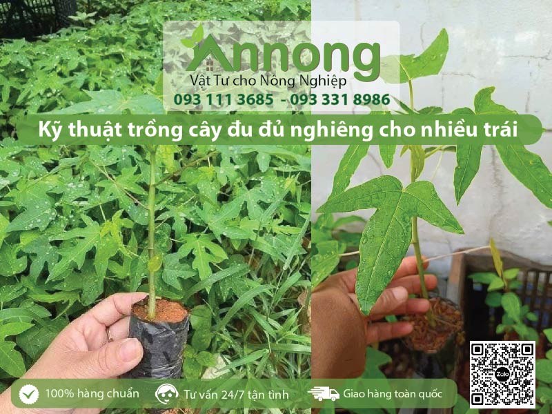 ky-thuat-trong-cay-du-du-nghieng-01