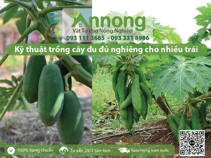 ky-thuat-trong-cay-du-du-nghieng-1