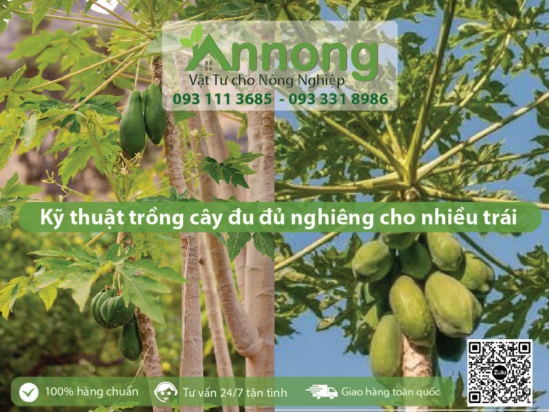 ky-thuat-trong-cay-du-du-nghieng-2