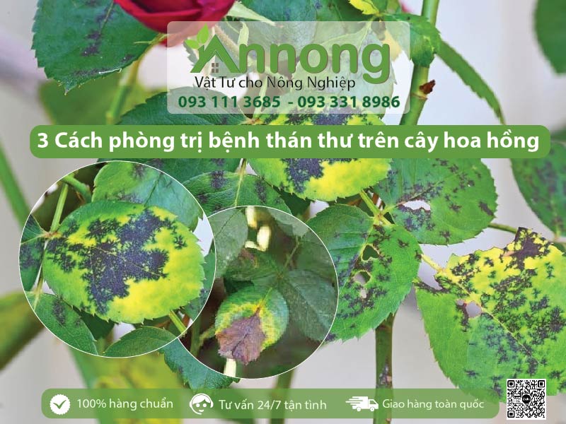 phong-tri-benh-than-thu-tren-cay-hoa-hong-01