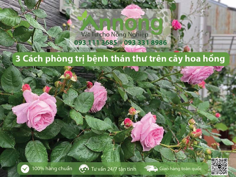 phong-tri-benh-than-thu-tren-cay-hoa-hong-2