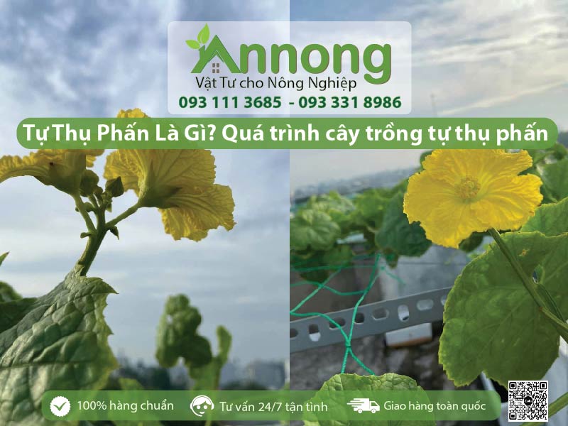 qua-trinh-thu-phan-va-huong-dan-cach-thu-phan-cho-na