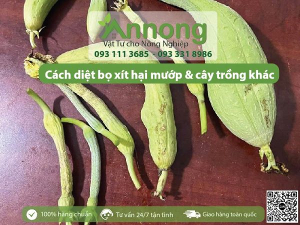 3 Cách diệt bọ xít hại mướp hiệu quả nhất 2025 - An Nông